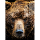 Brown Bear