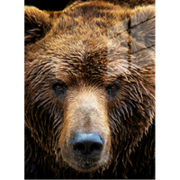 Brown Bear