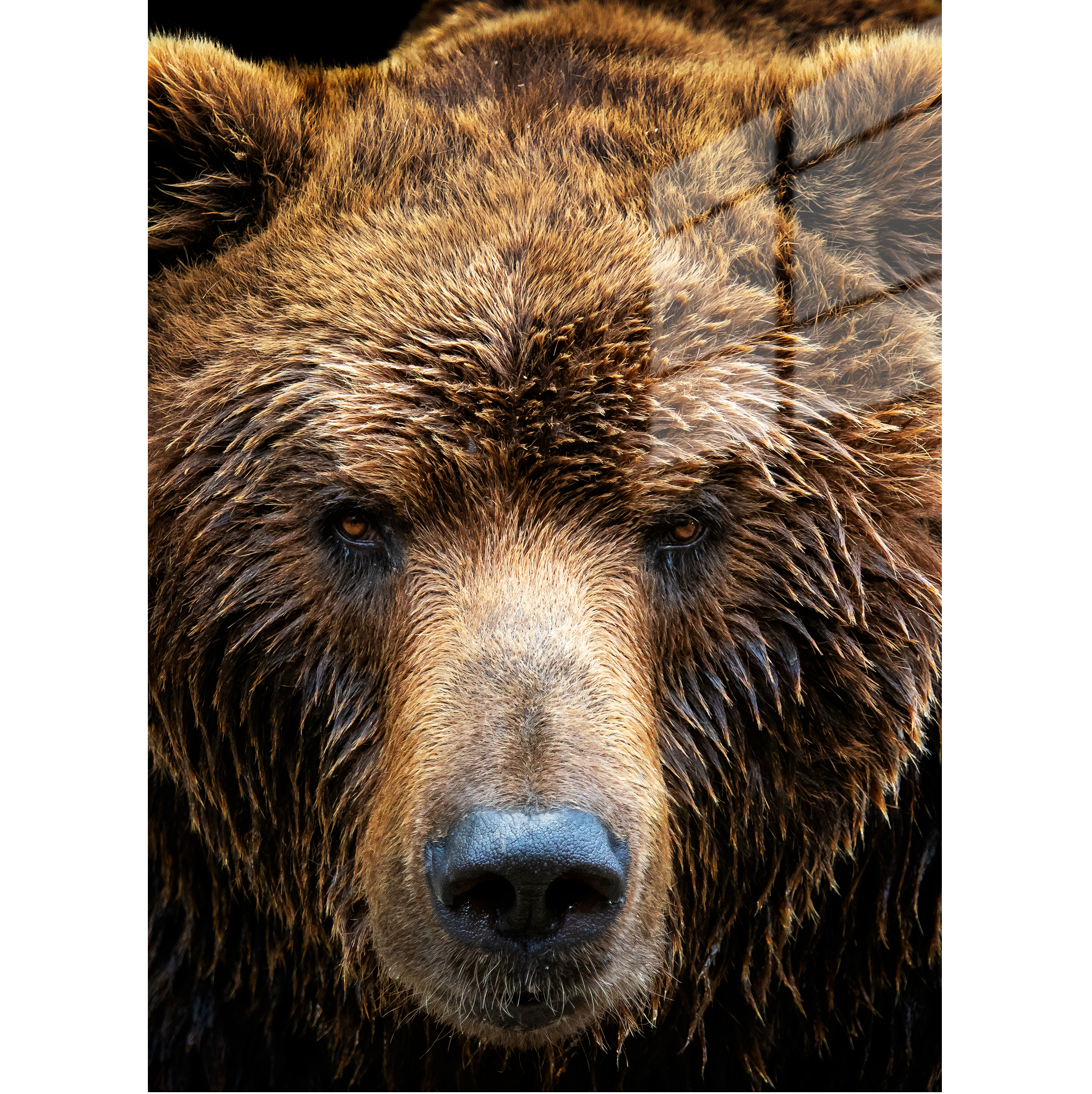 Brown Bear